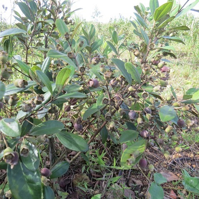Cây mọc dại ở Việt Nam cứ mùa hè là trĩu quả, đào về trồng kiếm tiền triệu