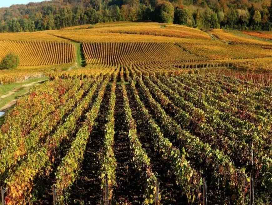 Champagne và Bourgogne: Di sản văn hóa thế giới