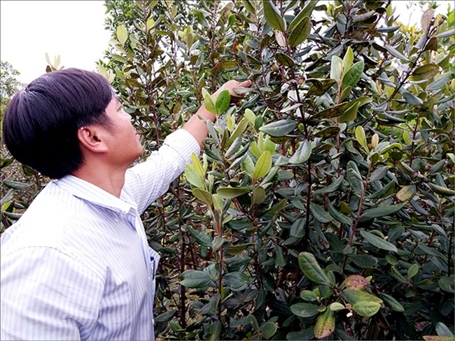Cây mọc dại ở Việt Nam cứ mùa hè là trĩu quả, đào về trồng kiếm tiền triệu